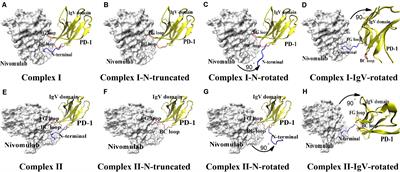 Investigating the Role of the N-Terminal Loop of PD-1 in Binding Process Between PD-1 and Nivolumab via Molecular Dynamics Simulation